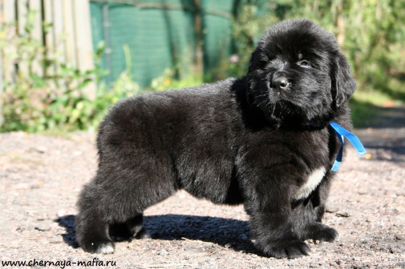 Фото: ньюфаундленд Черная Мафия Аллуринг Проспект (Chernaya Mafia Аlluring Prospect)