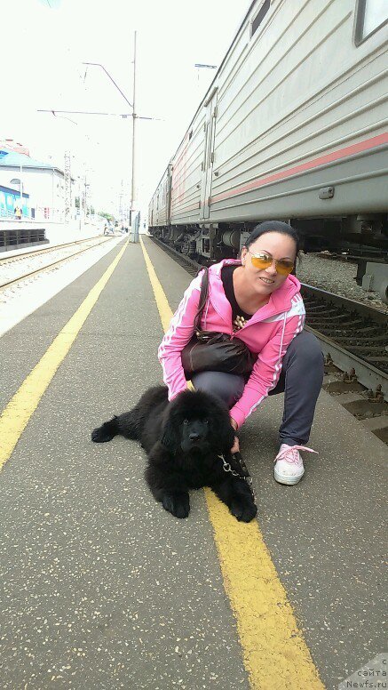 Фото: ньюфаундленд Хит Шелико Гэлэкси Стар