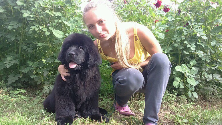 Фото: ньюфаундленд Хит Шелико Гэлэкси Стар