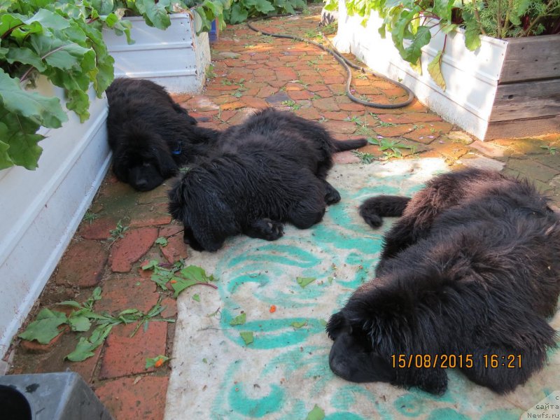 Фото: ньюфаундленд Хит Шелико Герл фо Хэппиенс, ньюфаундленд Хит Шелико Гламурная Штучка, ньюфаундленд Хит Шелико Грейтсфул Гем