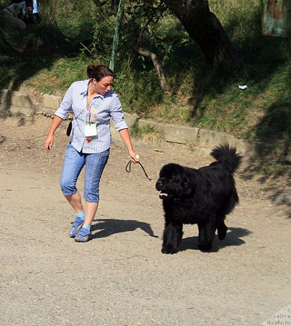 Фото: ньюфаундленд Смигар Иеремия Ивент Магик (Smigar Ieremiya Ivent Magik)