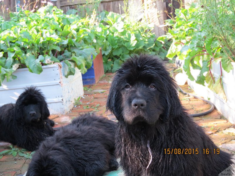 Фото: ньюфаундленд Хит Шелико Грейтсфул Гем