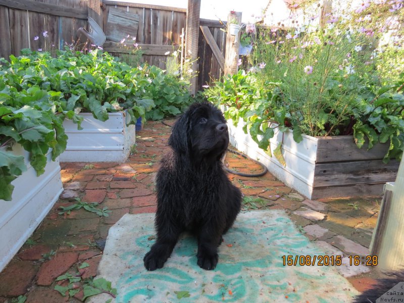 Фото: ньюфаундленд Хит Шелико Грейтсфул Гем