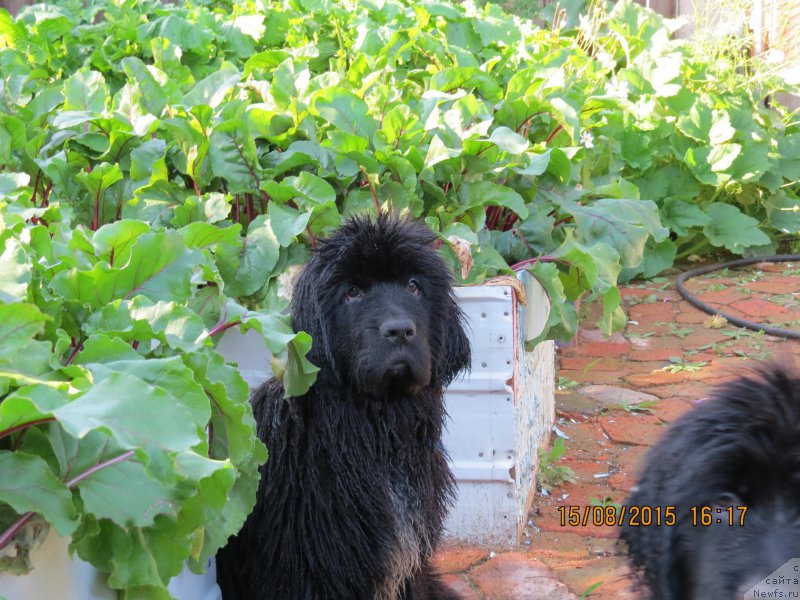 Фото: ньюфаундленд Хит Шелико Гламурная Штучка