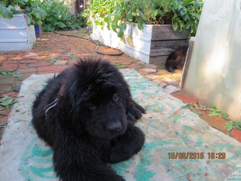 Фото: ньюфаундленд Хит Шелико Герл фо Хэппиенс