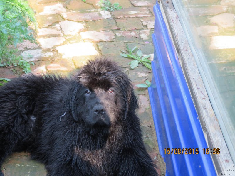 Фото: ньюфаундленд Хит Шелико Герл фо Хэппиенс