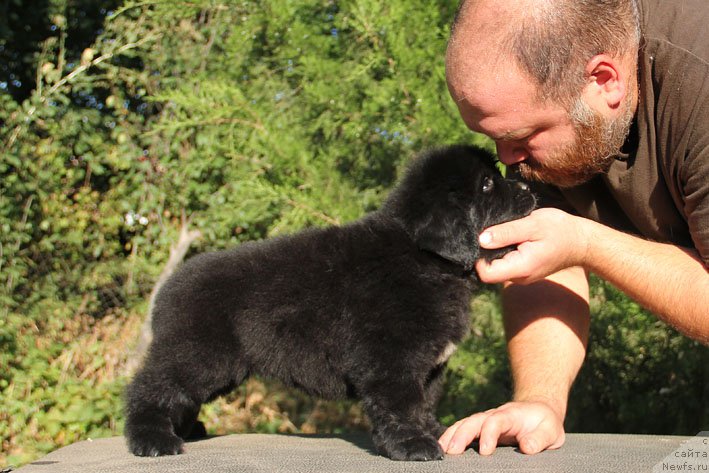 Фото: ньюфаундленд Живетта с Берега Дона (Zhivetta s Berega Dona)