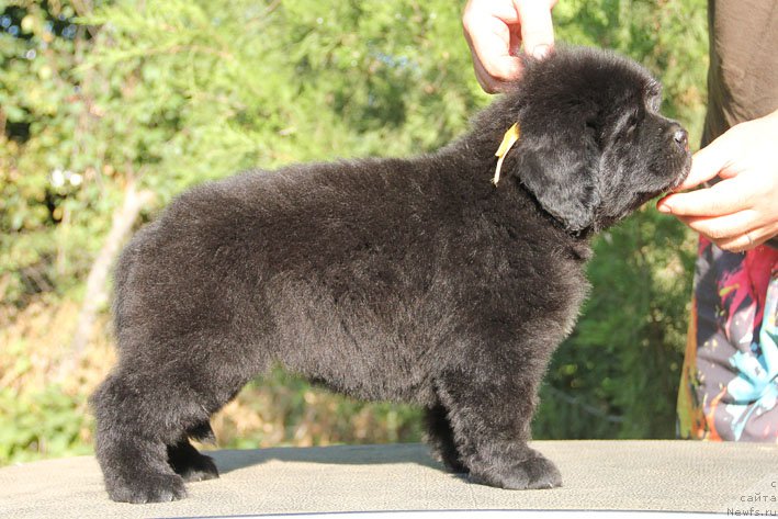 Фото: ньюфаундленд Живетта с Берега Дона (Zhivetta s Berega Dona)