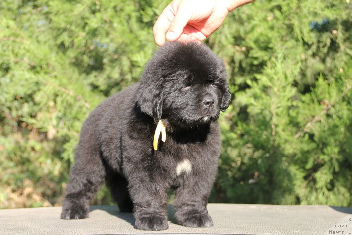 Фото: ньюфаундленд Живетта с Берега Дона (Zhivetta s Berega Dona)