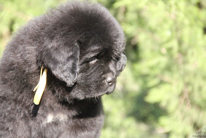 Фото: ньюфаундленд Живетта с Берега Дона (Zhivetta s Berega Dona)