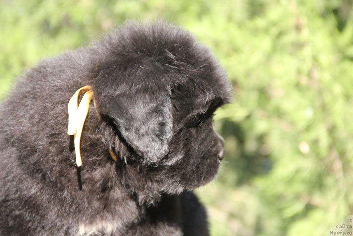 Фото: ньюфаундленд Живетта с Берега Дона (Zhivetta s Berega Dona)