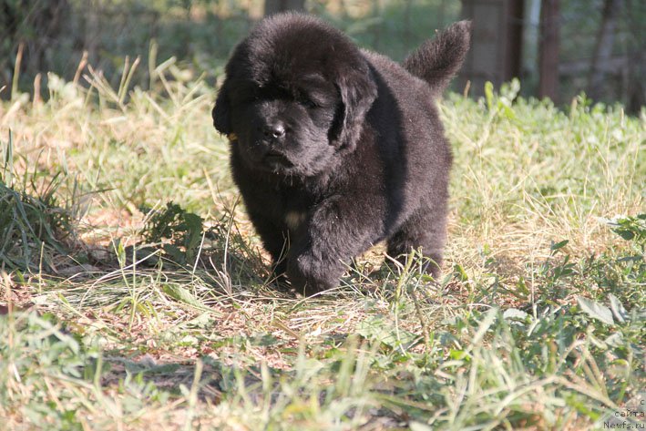 Фото: ньюфаундленд Живетта с Берега Дона (Zhivetta s Berega Dona)