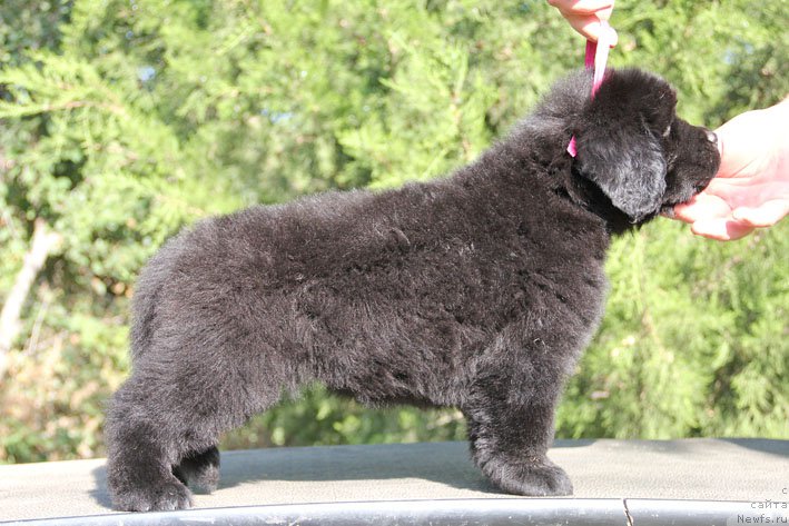 Фото: ньюфаундленд Жоржетта с Берега Дона (Zhorzhetta s Berega Dona)