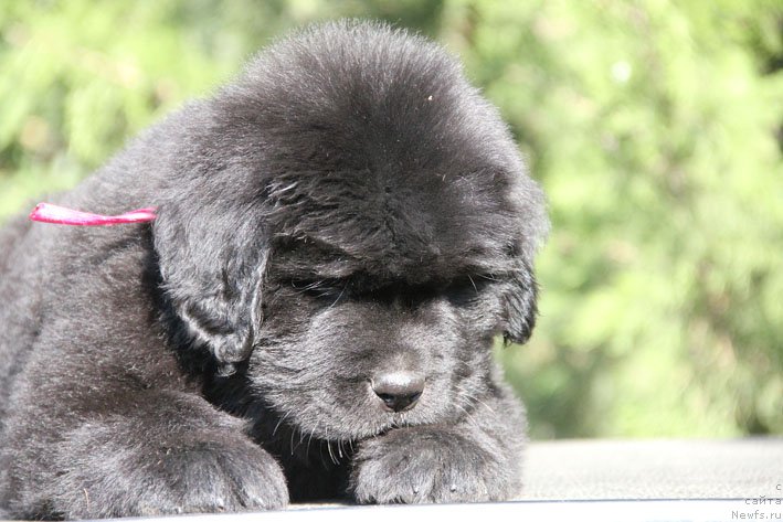 Фото: ньюфаундленд Жоржетта с Берега Дона (Zhorzhetta s Berega Dona)