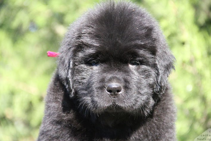 Фото: ньюфаундленд Жоржетта с Берега Дона (Zhorzhetta s Berega Dona)