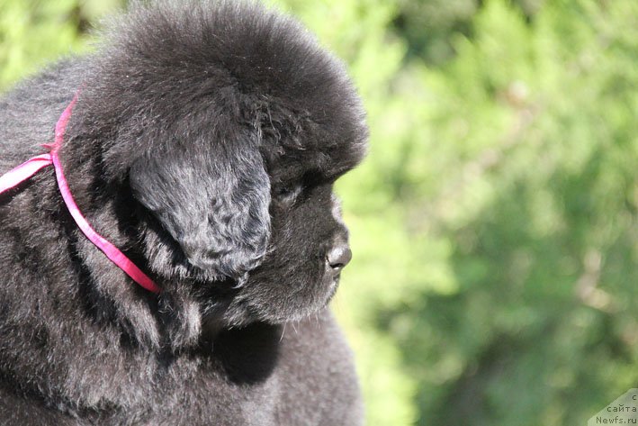 Фото: ньюфаундленд Жоржетта с Берега Дона (Zhorzhetta s Berega Dona)