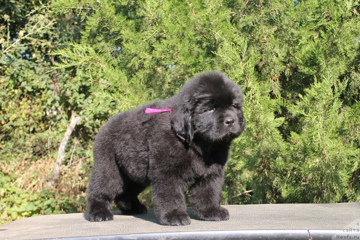 Фото: ньюфаундленд Жоржетта с Берега Дона (Zhorzhetta s Berega Dona)