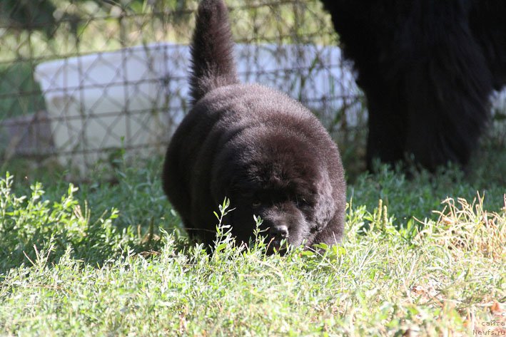 Фото: ньюфаундленд Жоржетта с Берега Дона (Zhorzhetta s Berega Dona)