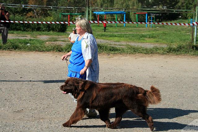 Фото: ньюфаундленд Смигар Ришель Леди Фортуна (Smigar Rishel Lady Fortuna)