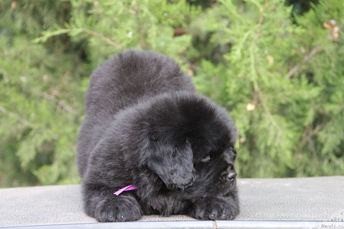 Фото: ньюфаундленд Жанетта с Берега Дона (Zhanetta s Berega Dona)