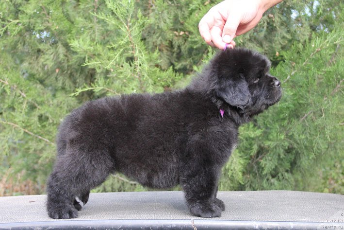 Фото: ньюфаундленд Жанетта с Берега Дона (Zhanetta s Berega Dona)