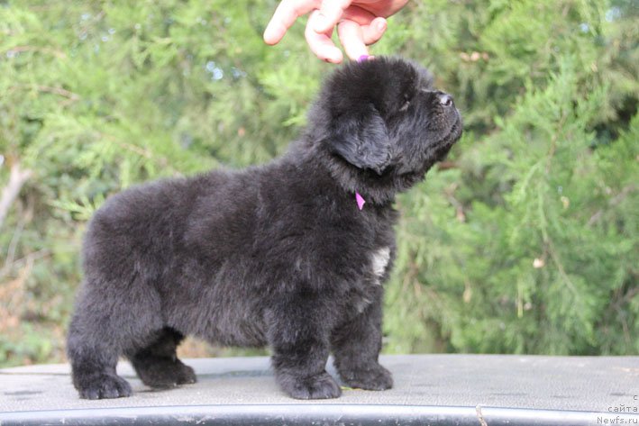 Фото: ньюфаундленд Жанетта с Берега Дона (Zhanetta s Berega Dona)
