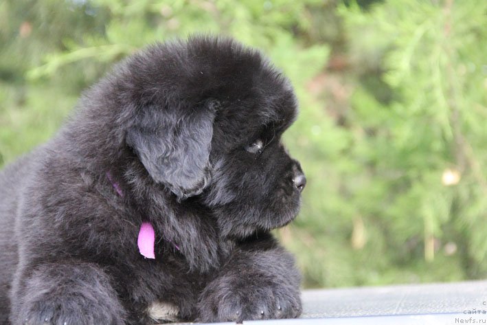 Фото: ньюфаундленд Жанетта с Берега Дона (Zhanetta s Berega Dona)