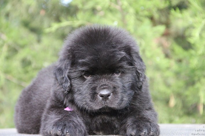 Фото: ньюфаундленд Жанетта с Берега Дона (Zhanetta s Berega Dona)