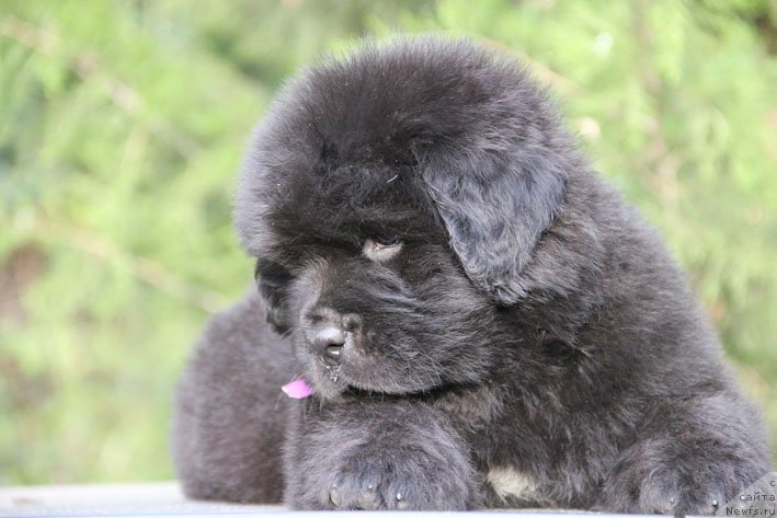 Фото: ньюфаундленд Жанетта с Берега Дона (Zhanetta s Berega Dona)