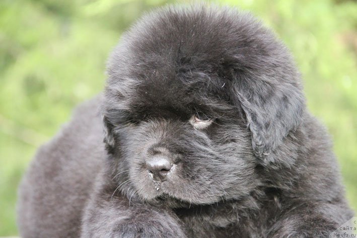 Фото: ньюфаундленд Жанетта с Берега Дона (Zhanetta s Berega Dona)