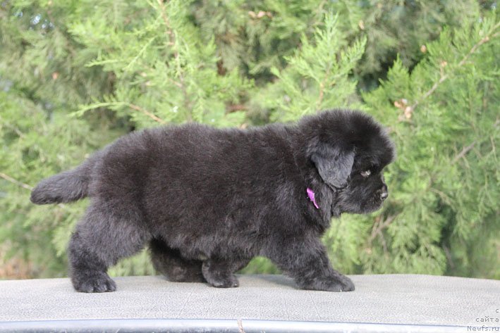 Фото: ньюфаундленд Жанетта с Берега Дона (Zhanetta s Berega Dona)