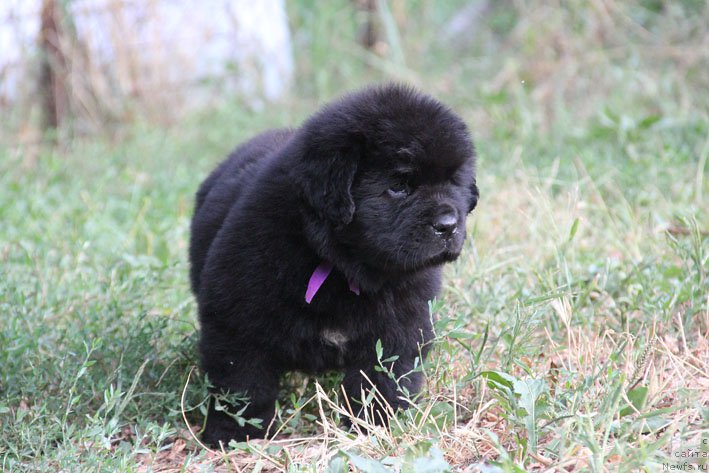 Фото: ньюфаундленд Жанетта с Берега Дона (Zhanetta s Berega Dona)