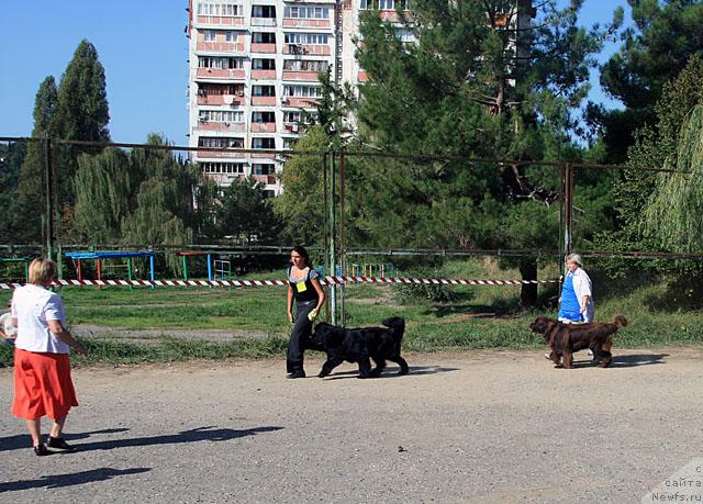 Фото: ньюфаундленд Джентли Бон из Медвежьего Яра, ньюфаундленд Смигар Ришель Леди Фортуна (Smigar Rishel Lady Fortuna)
