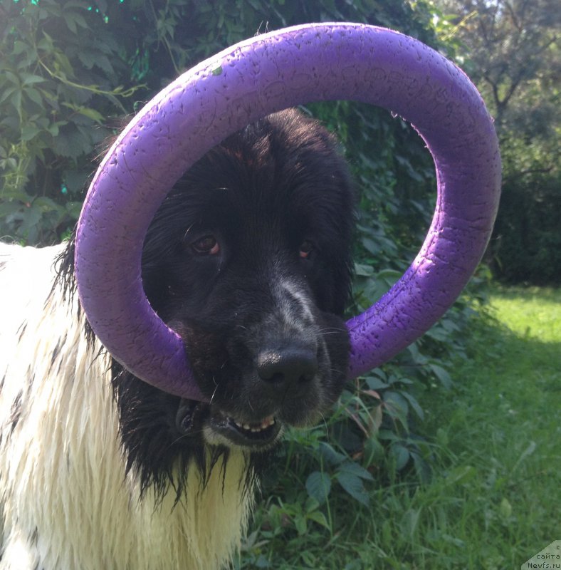 Фотография № 189607