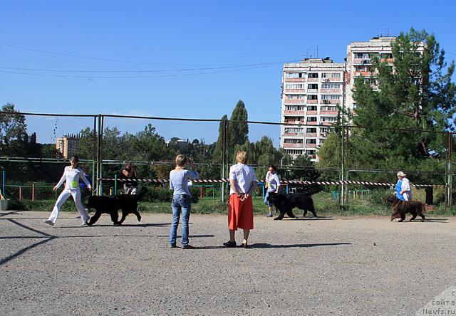 Фото: ньюфаундленд Drive Me Crazy of Apachee's Home, ньюфаундленд Смигар Иеремия Ивент Магик (Smigar Ieremiya Ivent Magik), ньюфаундленд Смигар Ришель Леди Фортуна (Smigar Rishel Lady Fortuna)