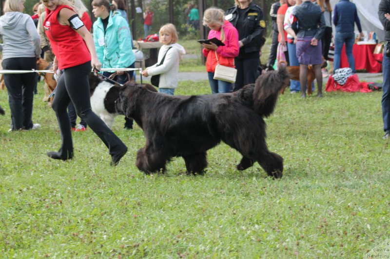 Фото: ньюфаундленд Rayout Happiness Midnight Bear