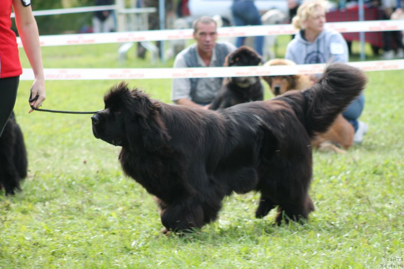 Фото: ньюфаундленд Rayout Happiness Midnight Bear