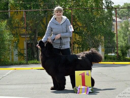 Фото: ньюфаундленд Rayout Happiness Midnight Bear, Иван Тиханович
