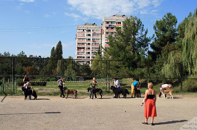 Фото: ньюфаундленд Смигар Иеремия Ивент Магик (Smigar Ieremiya Ivent Magik)