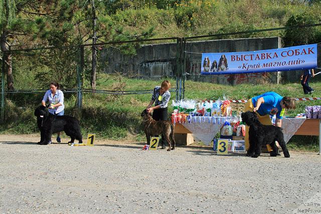 Фото: ньюфаундленд Смигар Иеремия Ивент Магик (Smigar Ieremiya Ivent Magik), Сяпа