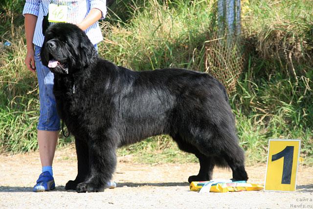 Фото: ньюфаундленд Смигар Иеремия Ивент Магик (Smigar Ieremiya Ivent Magik)