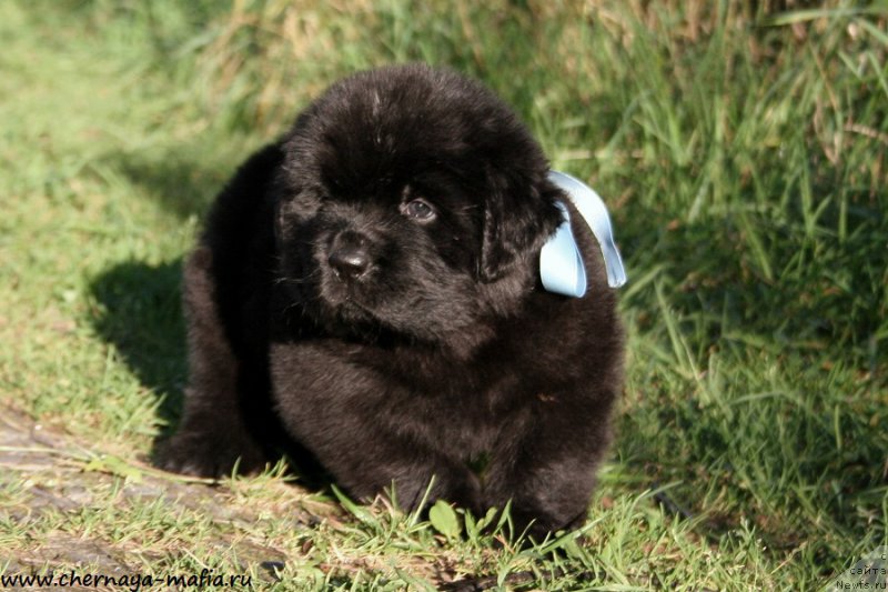 Фото: ньюфаундленд Черная Мафия Абове анд Беуонд (Chernaya Mafia Above and Beyond)