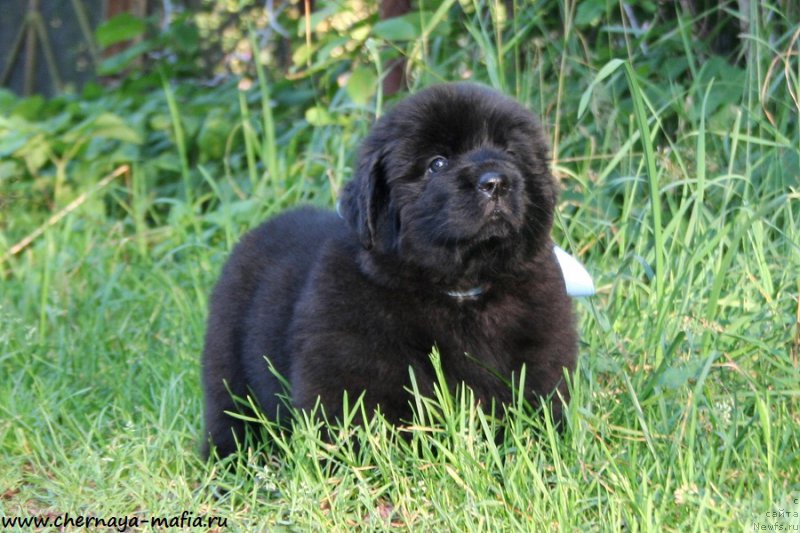 Фото: ньюфаундленд Черная Мафия Абове анд Беуонд (Chernaya Mafia Above and Beyond)