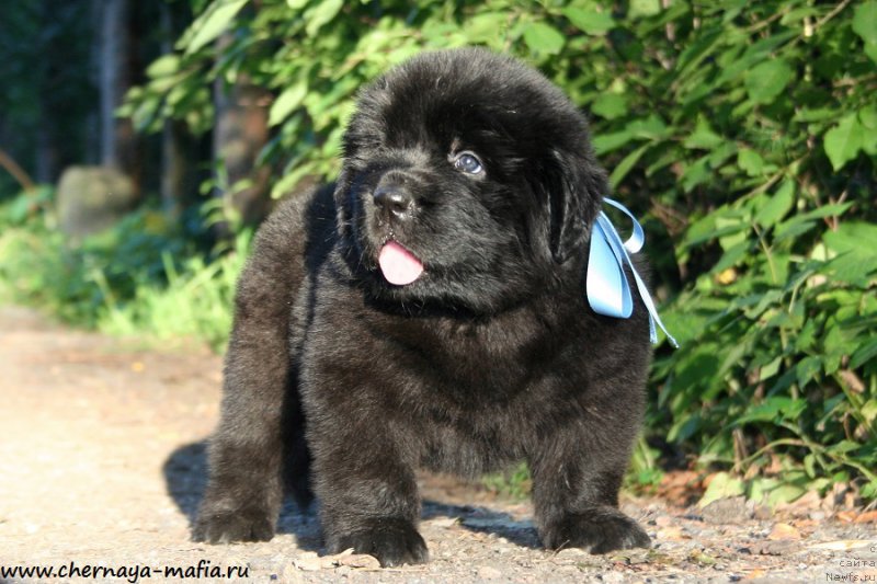 Фото: ньюфаундленд Черная Мафия Абове анд Беуонд (Chernaya Mafia Above and Beyond)