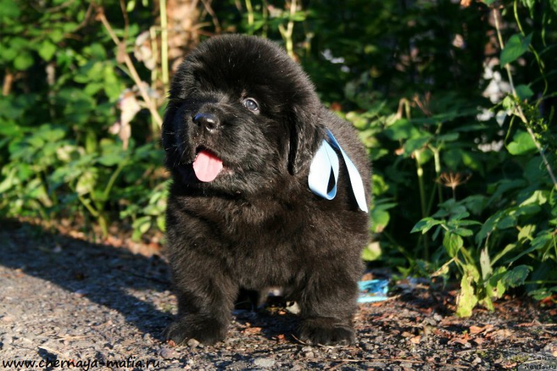 Фото: ньюфаундленд Черная Мафия Абове анд Беуонд (Chernaya Mafia Above and Beyond)