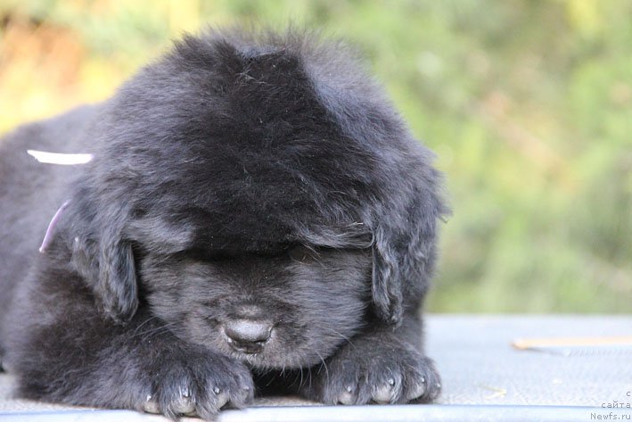 Фото: ньюфаундленд Жюзетта с Берега Дона (Zhjuzetta s Berega Dona)