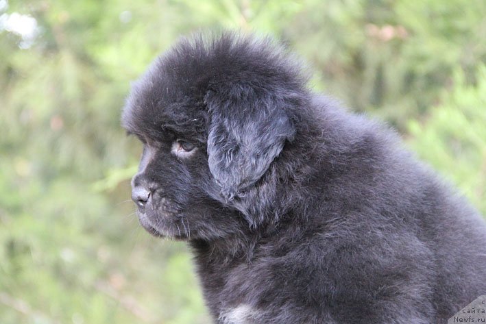 Фото: ньюфаундленд Жюзетта с Берега Дона (Zhjuzetta s Berega Dona)