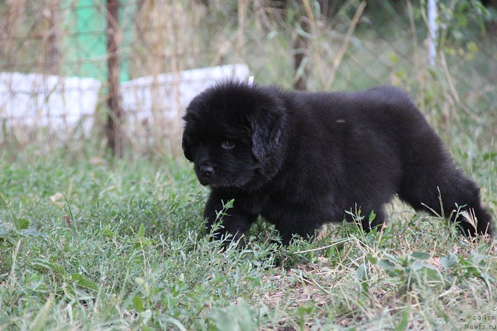 Фото: ньюфаундленд Жюзетта с Берега Дона (Zhjuzetta s Berega Dona)