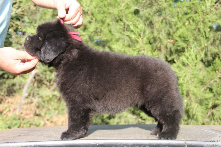 Фото: ньюфаундленд Жизетта с Берега Дона (Zhizetta s Berega Dona)