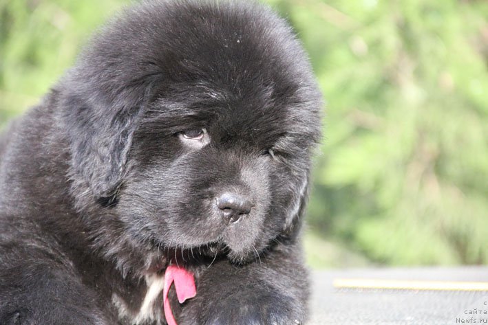 Фото: ньюфаундленд Жизетта с Берега Дона (Zhizetta s Berega Dona)